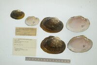 Cyrtonaias tampicoensis image