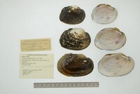 Cyrtonaias tampicoensis image
