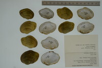 Epioblasma rangiana image