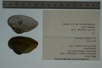 Epioblasma triquetra image