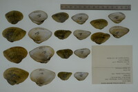 Epioblasma triquetra image