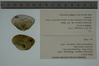 Epioblasma triquetra image