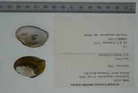 Epioblasma capsaeformis image