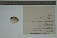 Epioblasma triquetra image