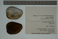 Fusconaia cor image