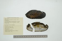 Margaritifera margaritifera image