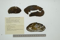 Margaritifera margaritifera image