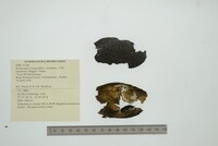 Margaritifera margaritifera image