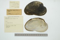 Media resource of Margaritifera auricularia