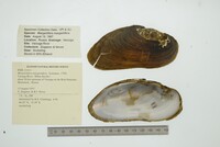 Margaritifera margaritifera image