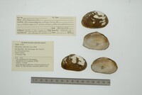 Barynaias caldwellii image