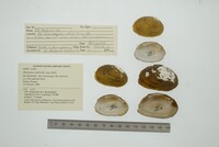 Barynaias caldwellii image