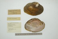 Disconaias disca image