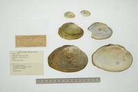 Disconaias disca image