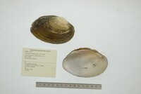 Cyrtonaias tampicoensis image