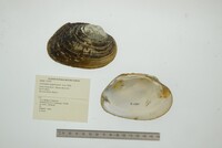 Cyrtonaias tampicoensis image