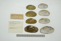 Friersonia iridella image