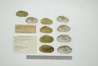 Friersonia iridella image