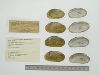 Friersonia iridella image