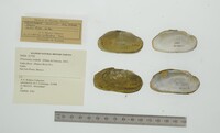 Friersonia iridella image