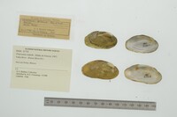 Friersonia iridella image