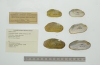 Friersonia iridella image
