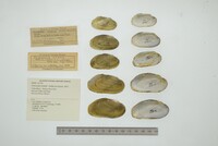 Friersonia iridella image