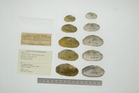 Friersonia iridella image