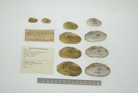 Friersonia iridella image