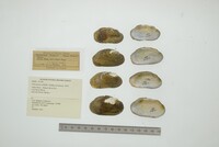 Friersonia iridella image