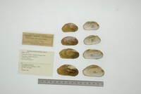 Friersonia iridella image