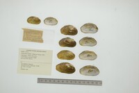 Friersonia iridella image