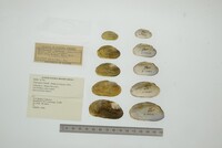Friersonia iridella image