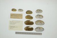 Friersonia iridella image