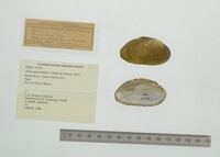 Friersonia iridella image