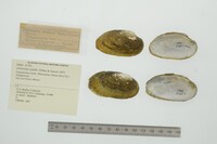 Friersonia iridella image