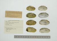 Friersonia iridella image