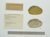 Disconaias fimbriata image