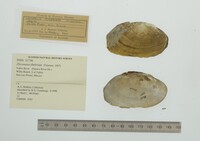 Disconaias fimbriata image