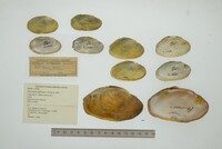 Disconaias fimbriata image
