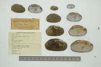 Actinonaias signata image