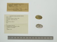 Actinonaias signata image