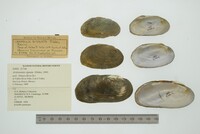 Actinonaias signata image