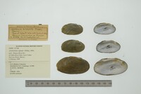 Actinonaias signata image