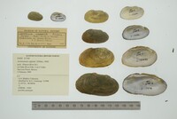Actinonaias signata image