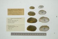 Actinonaias signata image
