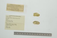 Friersonia iridella image
