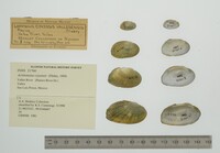 Actinonaias coyensis image