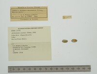 Actinonaias coyensis image