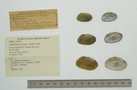 Actinonaias coyensis image